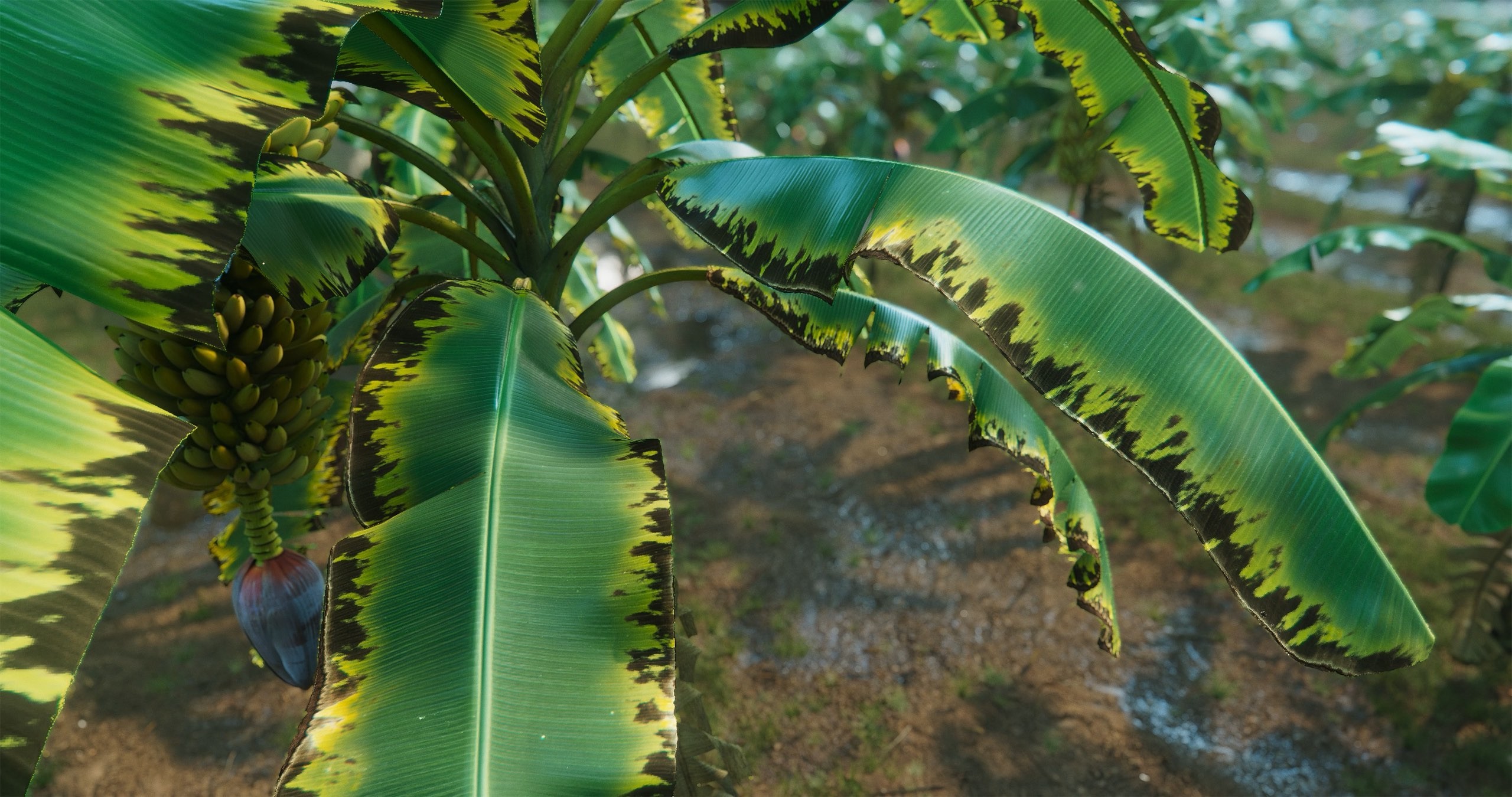 This image shows a banana plant sick from black sigatoka .jpg